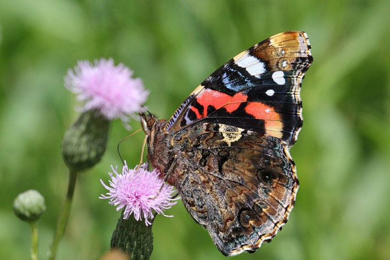 Vanessa Atalanta бабочка