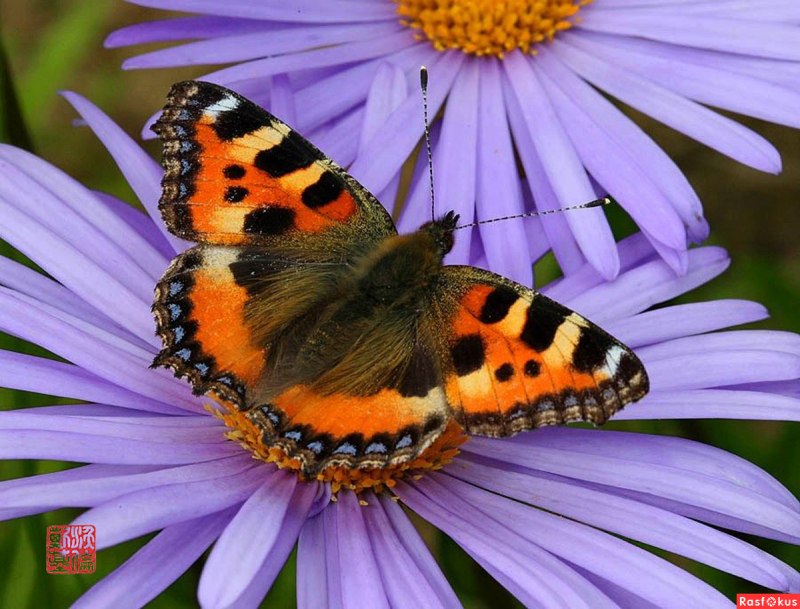 Vanessa Atalanta бабочка