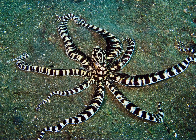 Thaumoctopus mimicus