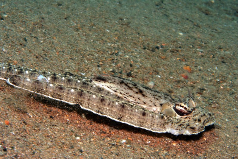 Thaumoctopus mimicus