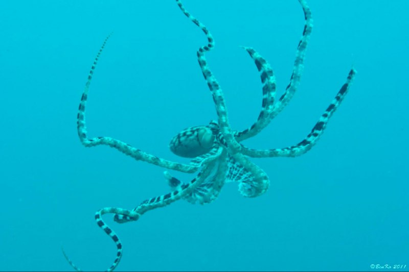 Thaumoctopus mimicus