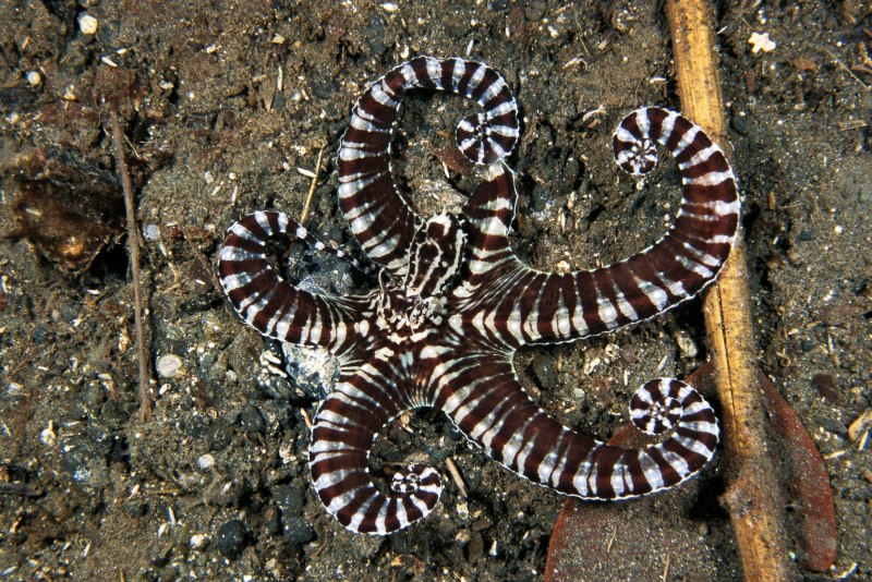 Thaumoctopus mimicus