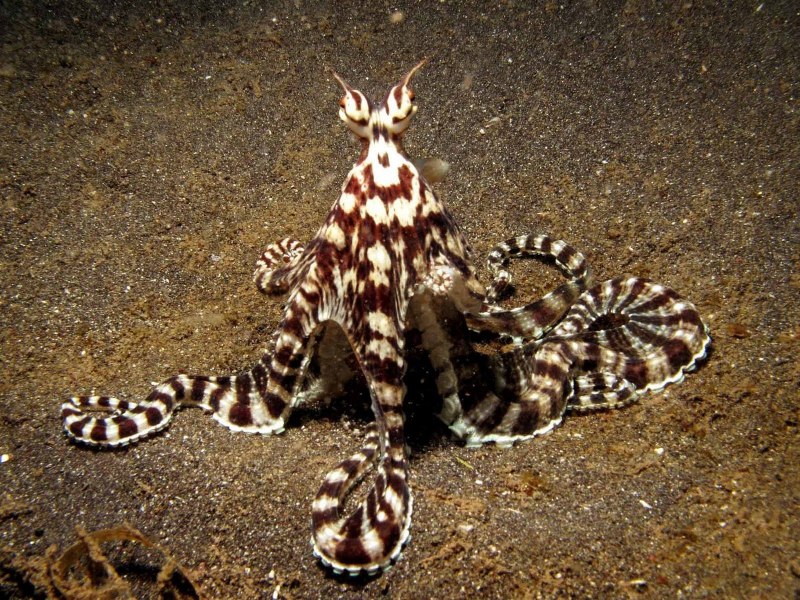 Thaumoctopus mimicus