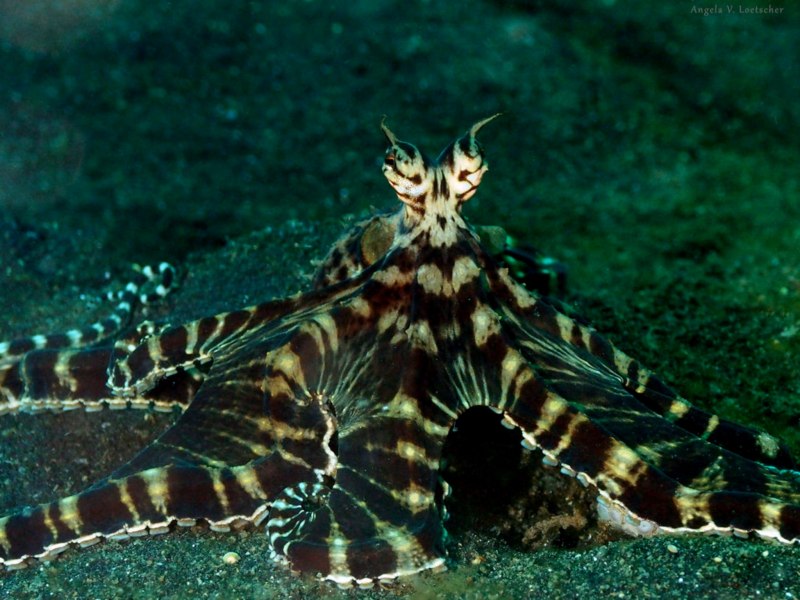 Thaumoctopus mimicus