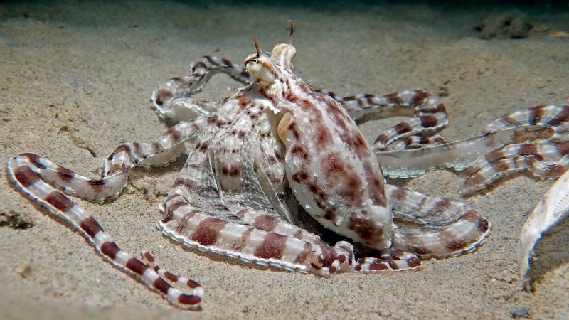 Thaumoctopus mimicus
