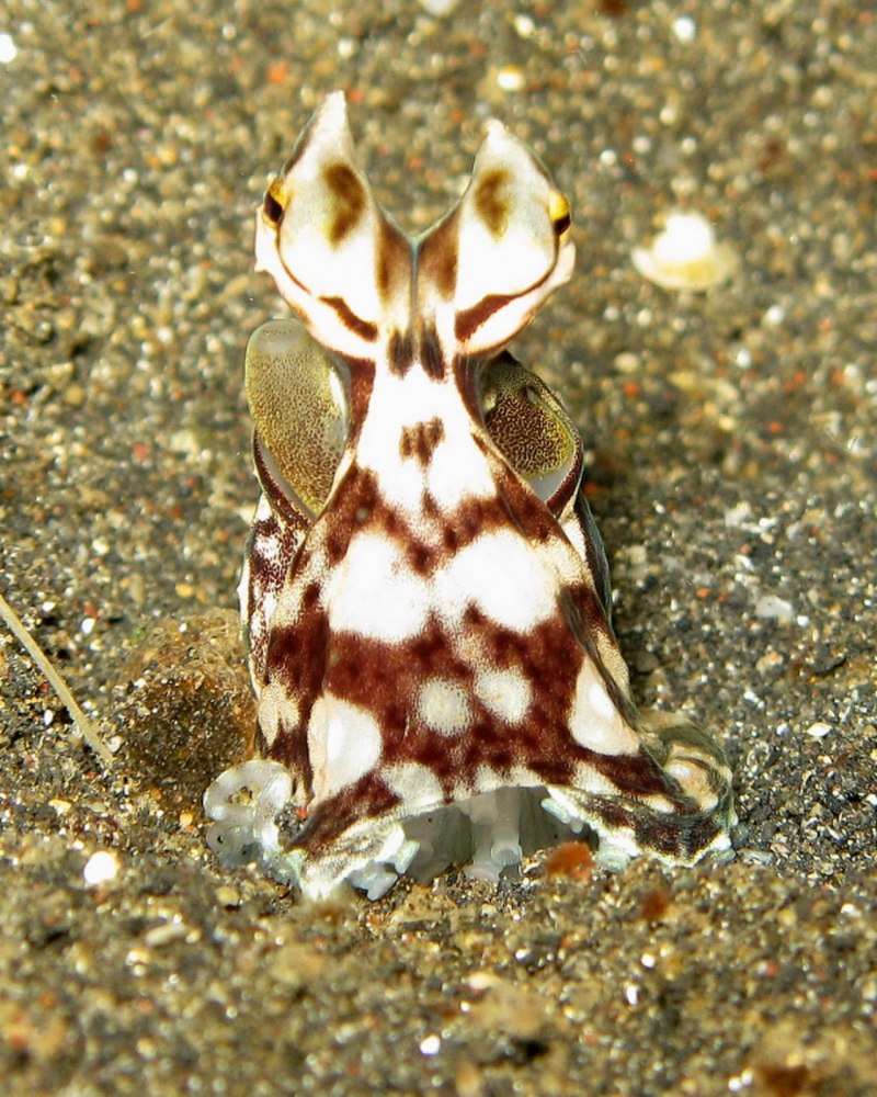 Thaumoctopus mimicus