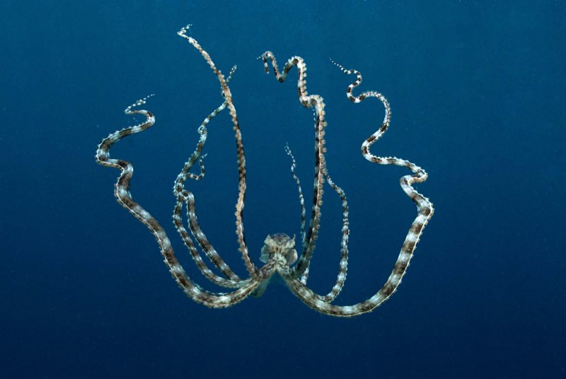 Thaumoctopus mimicus