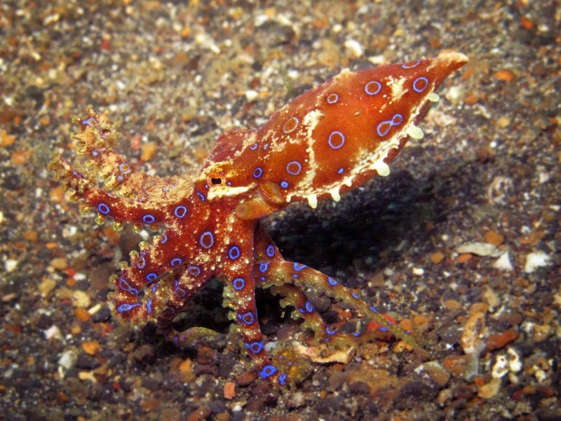 Кокосовый осьминог (Coconut Octopus)