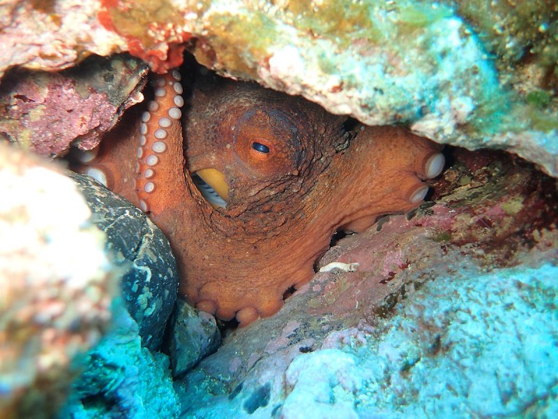 Euprymna scolopes