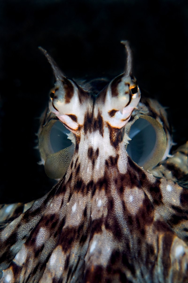 Thaumoctopus mimicus