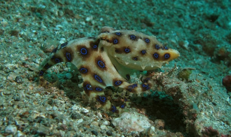 Octopus Tetricus
