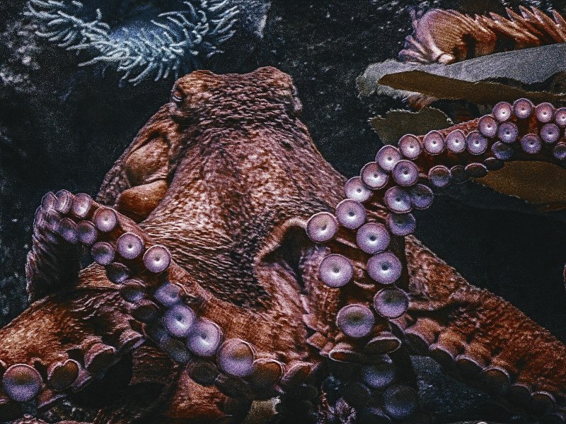 Mimic the Octopus Art