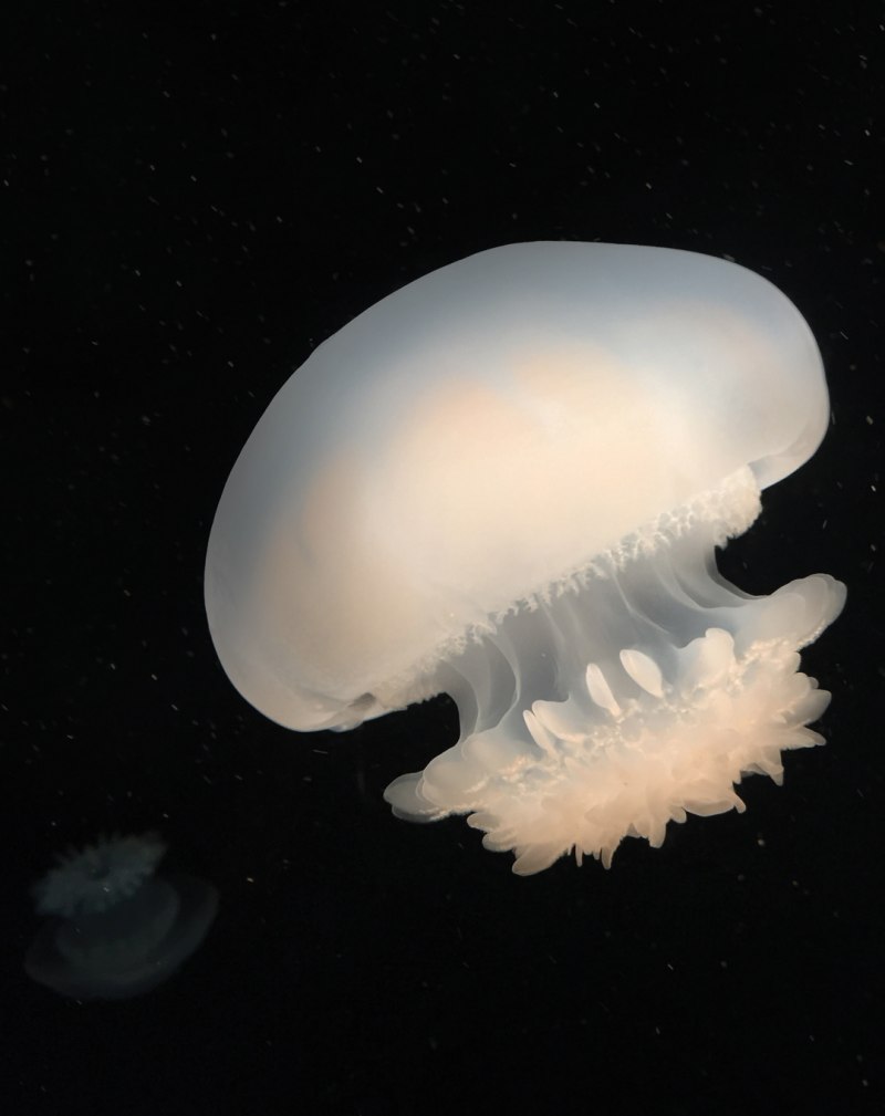Белая медуза (50 фото)