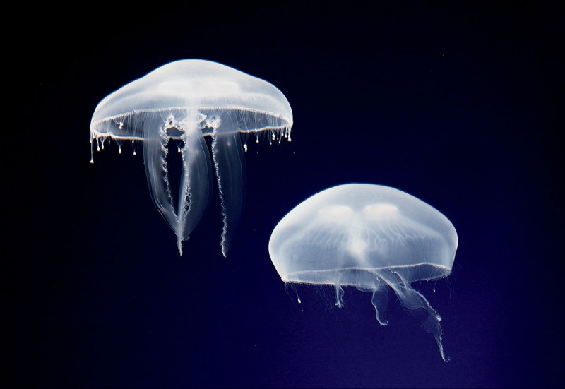 Медуза cyanea lamarckii