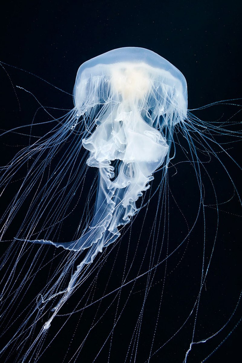 Scyphozoa (Сцифоидные)