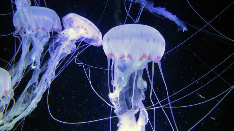 Медуза Аурелия в черном море