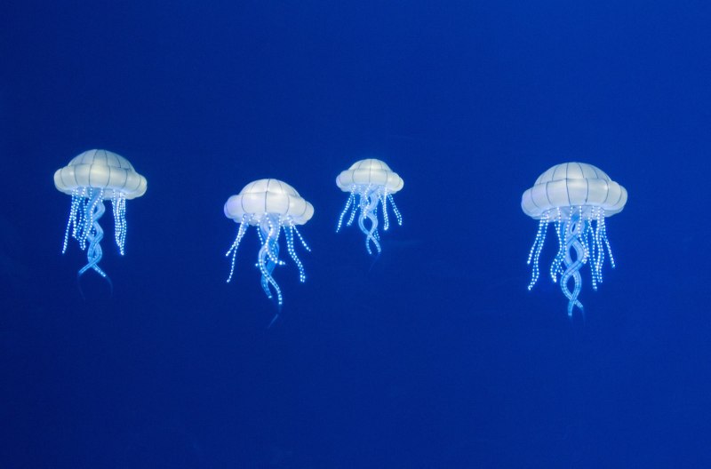 Бессмертная медуза Turritopsis nutricula