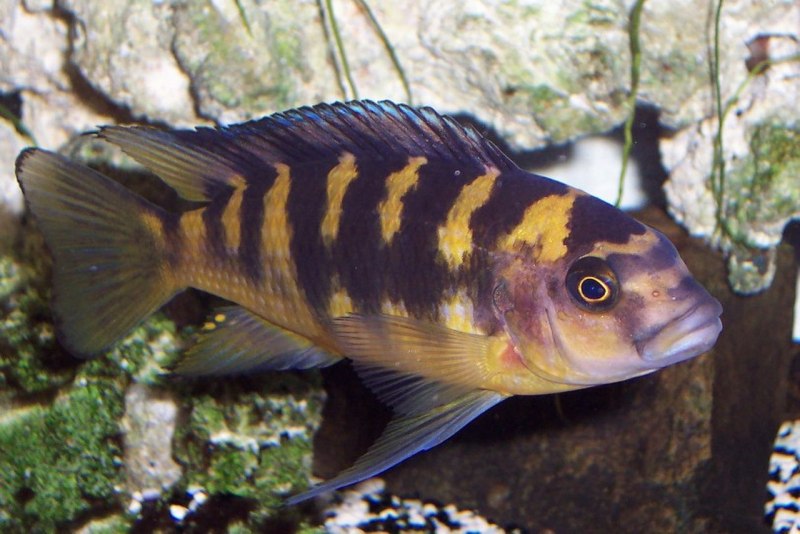 Maylandia greshakei