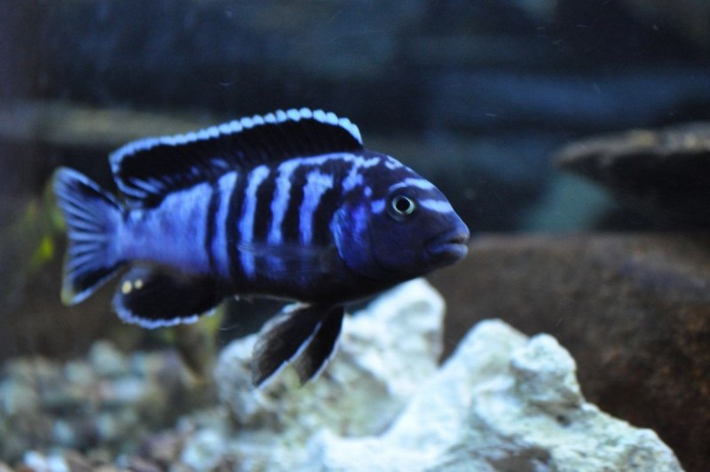 Metriaclima estherae