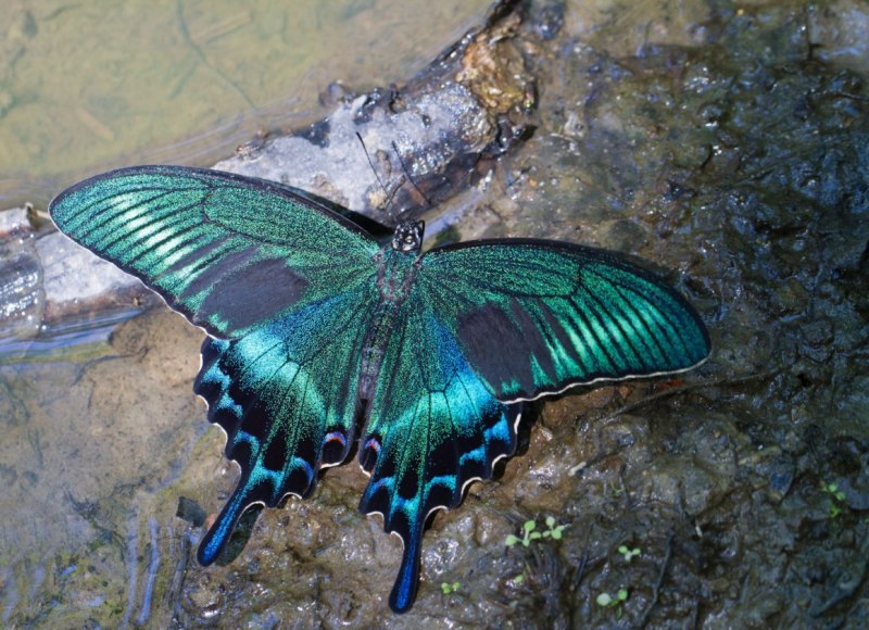 Парусник Улисс (Papilio Ulysses)