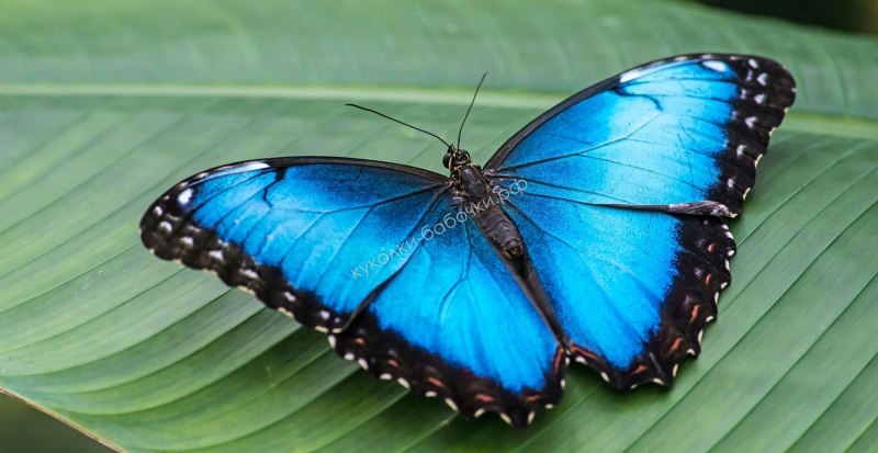 Pipevine Swallowtail
