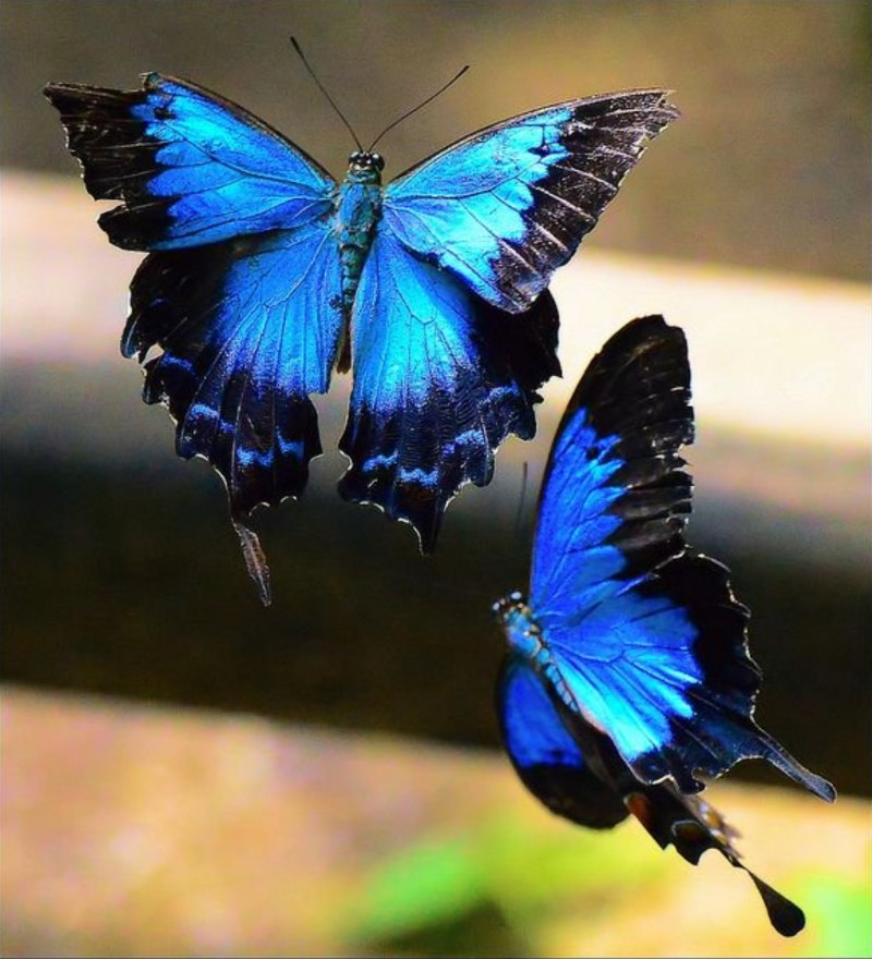 Синий махаон бабочка (72 фото)
