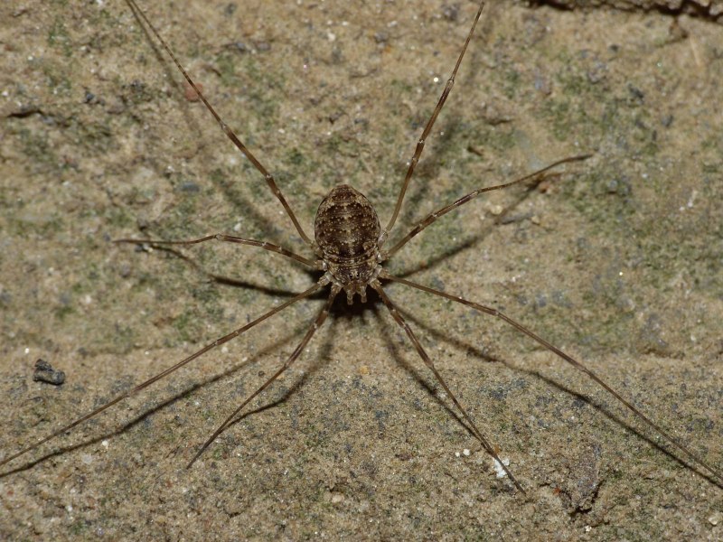 Opilio parietinus