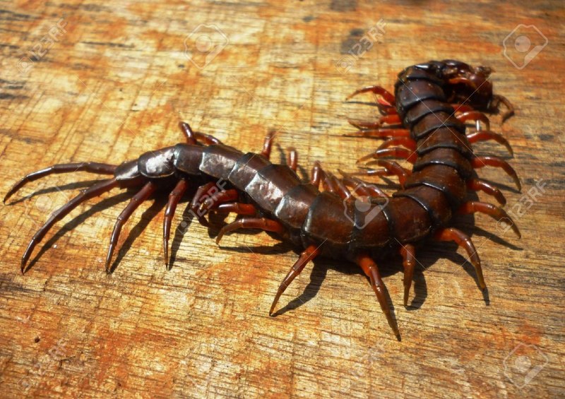 Многоножка Scutigera coleoptrata