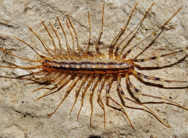 Обыкновенная мухоловка (Scutigera coleoptrata)
