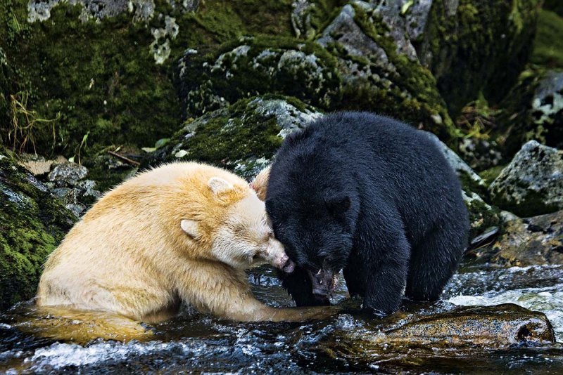 Great Bear Rainforest Канада