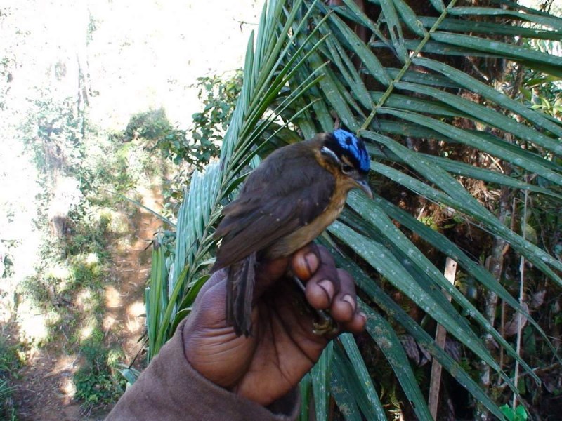 Atelornis pittoides