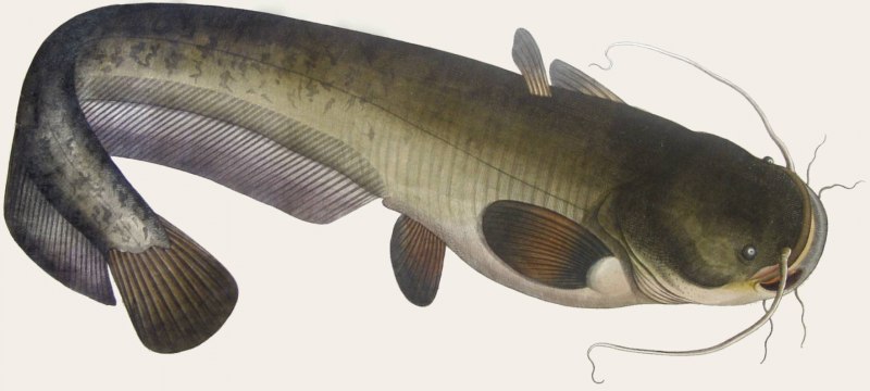 Европейский сом Silurus GLANIS
