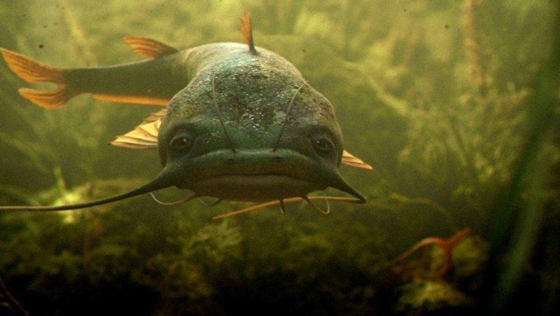 Catfish рыба
