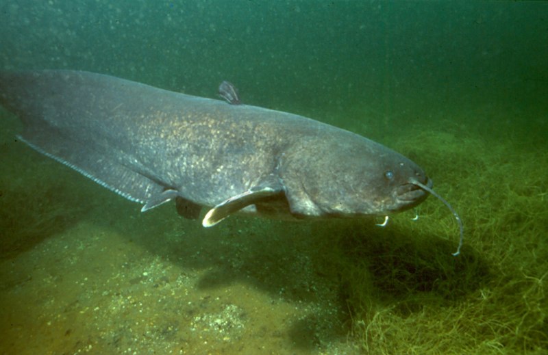Европейский сом Silurus GLANIS