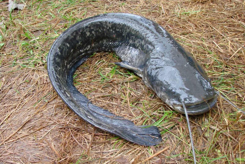 Silurus GLANIS Linnaeus