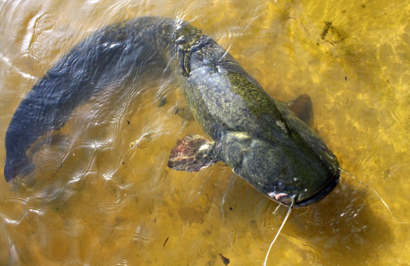 Silurus GLANIS рыба