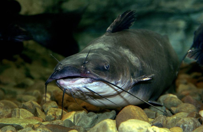 Европейский сом Silurus GLANIS