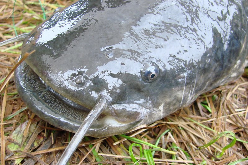 Silurus GLANIS рыба