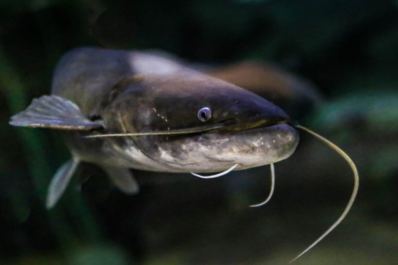 Сом обыкновенный Silurus GLANIS