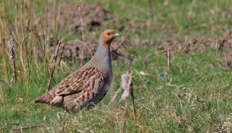 Серая куропатка (Perdix Perdix)