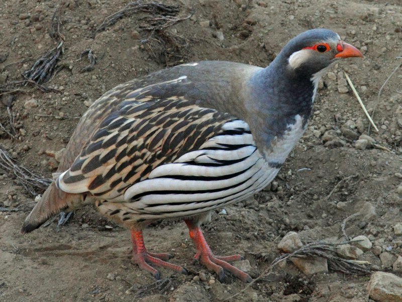 Tetraogallus tibetanus)