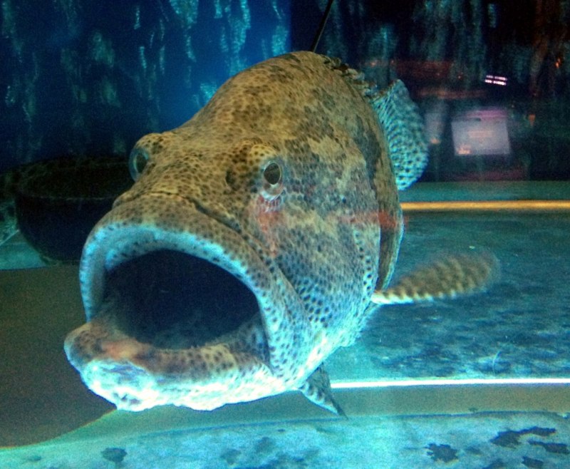 Epinephelus itajara