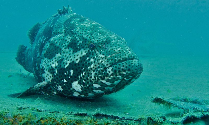 Bumblebee Grouper