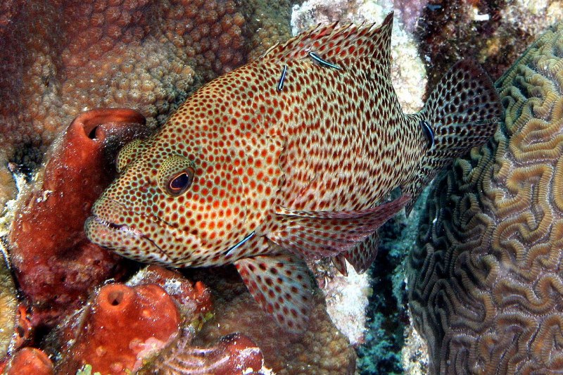 Рыбы море Кортеса