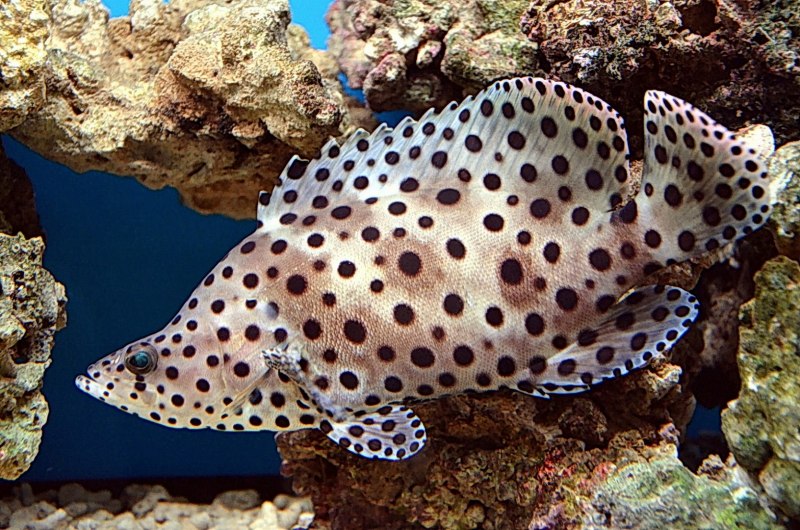 Cromileptes altivelis