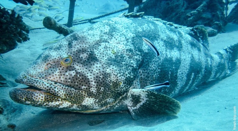 Gymnothorax favagineus