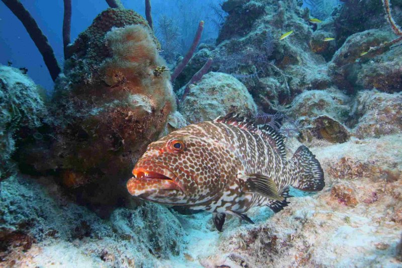Леопардовый групер рыба (62 фото)