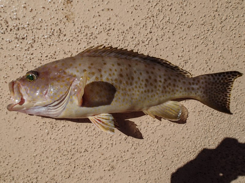 Epinephelus malabaricus