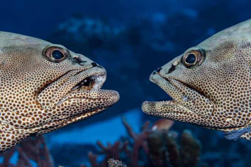•Epinephelus tauvina – Групер таувина