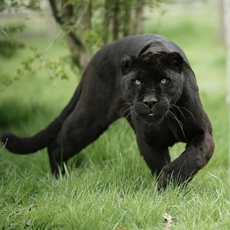 Грациозная пантера (61 фото)
